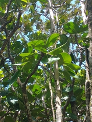 Diospyros egrettarum (Diospyros egrettarum)