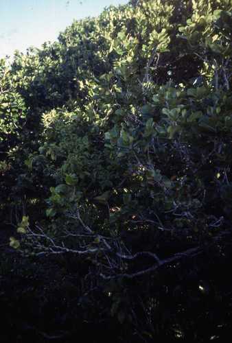 Diospyros egrettarum (Diospyros egrettarum)