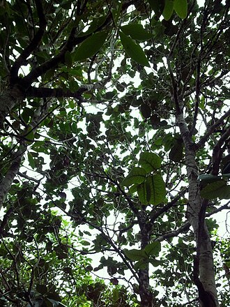 Diospyros egrettarum: Diospyros egrettarum canopy - Ile aux Aigrettes