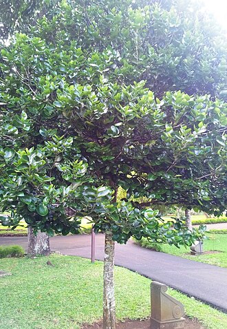 Diospyros egrettarum: Diospyros egrettarum ebony planted by Nelson Mandela - Pamplemousses