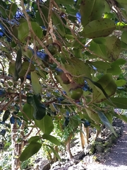 Diospyros egrettarum (Diospyros egrettarum)