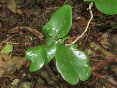 Diospyros egrettarum (Diospyros egrettarum)