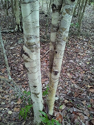 Diospyros egrettarum: Diospyros egrettarum trunk - Ile aux Aigrettes