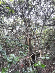 Diospyros egrettarum (Diospyros egrettarum)