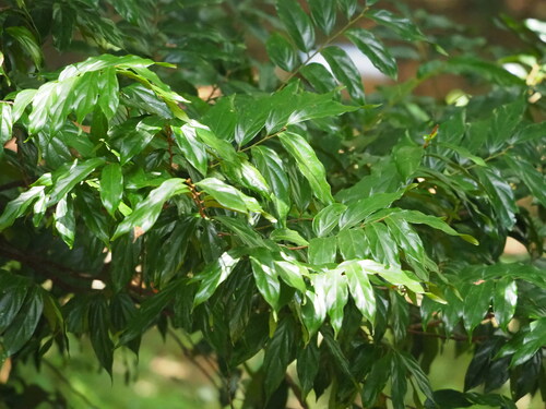 Diospyros eriantha (Diospyros eriantha)