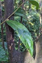 Diospyros eriantha (Diospyros eriantha)