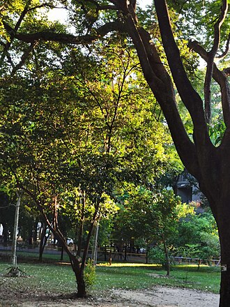 Diospyros eriantha: Diospyros eriantha. Taichung, Taiwan.
