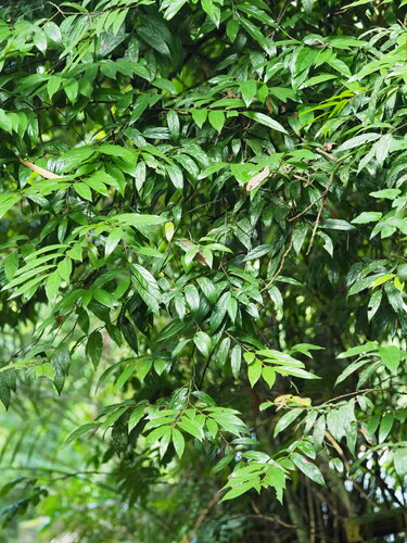 Diospyros eriantha (Diospyros eriantha)