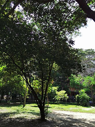 Diospyros eriantha: Diospyros eriantha. Taichung, Taiwan.
