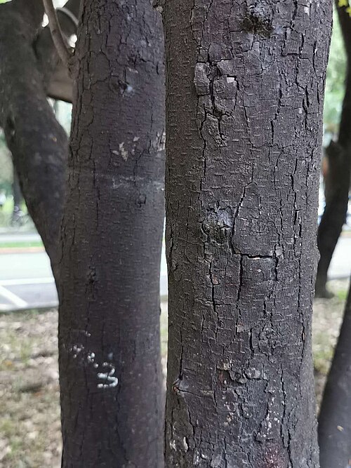 Diospyros eriantha: Diospyros eriantha. Taichung, Taiwan.