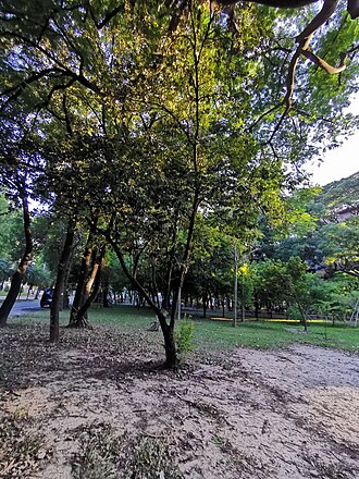 Diospyros eriantha: Diospyros eriantha. Taichung, Taiwan.
