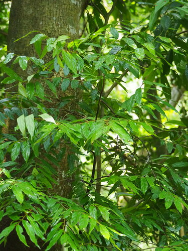 Diospyros eriantha (Diospyros eriantha)