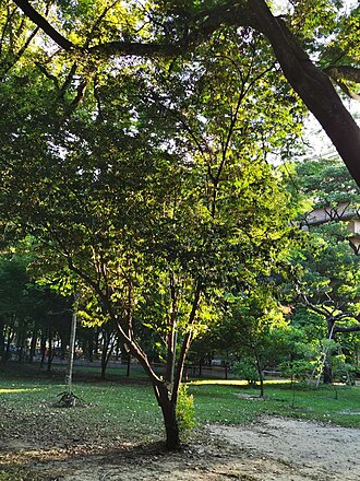 Diospyros eriantha: Diospyros eriantha. Taichung, Taiwan.