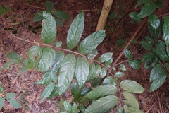 Diospyros eriantha (Diospyros eriantha)