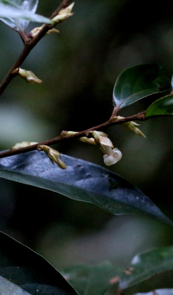 Diospyros eriantha (Diospyros eriantha)