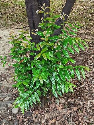 Diospyros eriantha: Diospyros eriantha. Taichung, Taiwan.