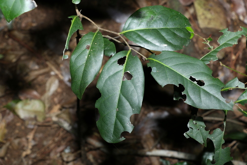 Diospyros fasciculosa (Diospyros fasciculosa)
