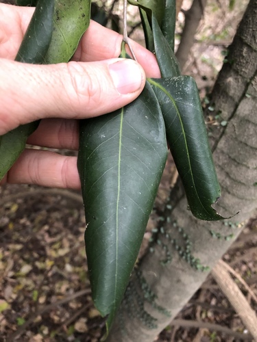 Diospyros fasciculosa (Diospyros fasciculosa)