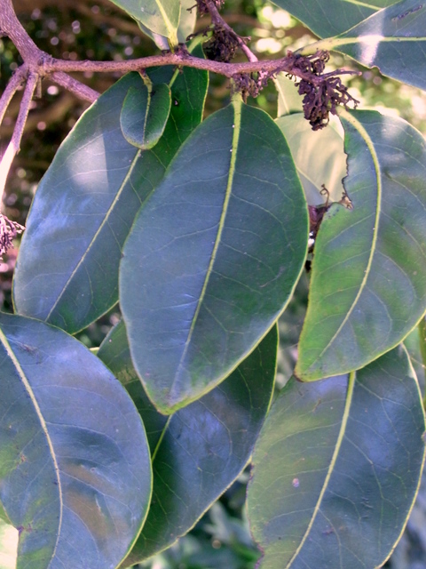 Diospyros fasciculosa: Diospyros fasciculosa RBG Sydney, Australia