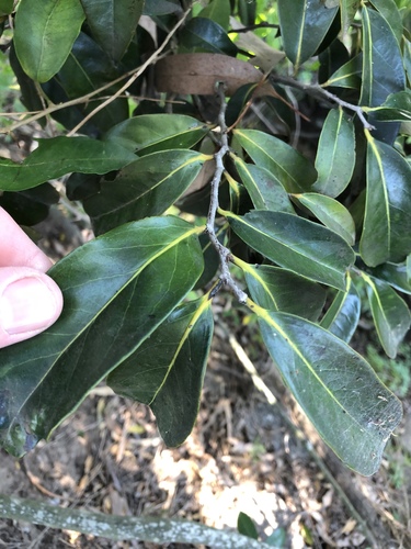Diospyros fasciculosa (Diospyros fasciculosa)