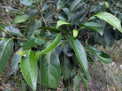 Diospyros fasciculosa (Diospyros fasciculosa)