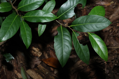 Diospyros fasciculosa (Diospyros fasciculosa)