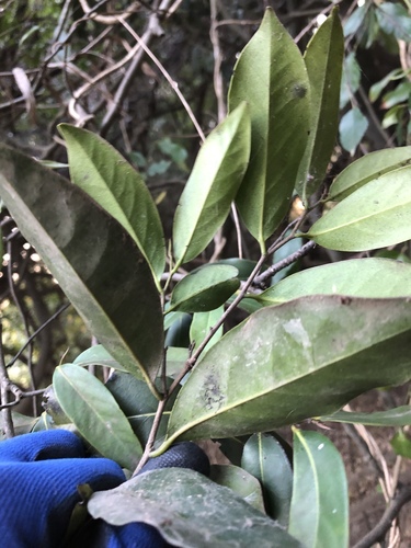 Diospyros fasciculosa (Diospyros fasciculosa)
