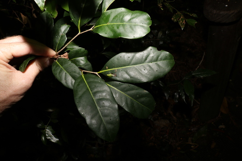 Diospyros fasciculosa (Diospyros fasciculosa)