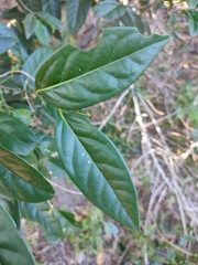 Diospyros fasciculosa (Diospyros fasciculosa)