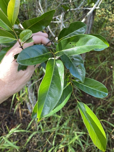Diospyros fasciculosa (Diospyros fasciculosa)