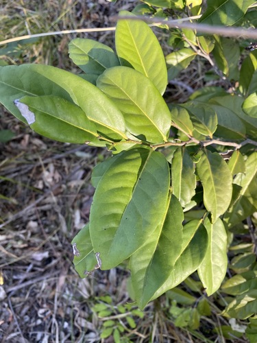 Diospyros fasciculosa (Diospyros fasciculosa)