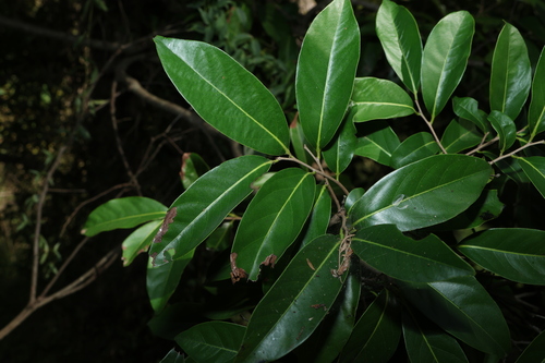 Diospyros fasciculosa (Diospyros fasciculosa)
