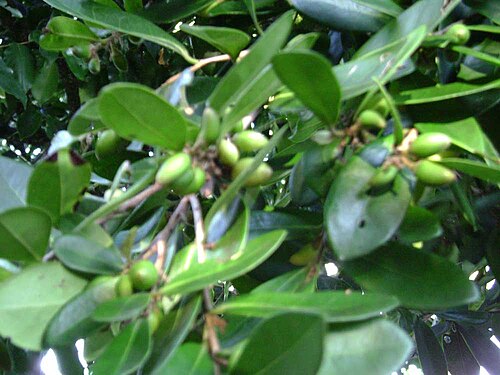Black ebony: Diospyros ferrea (Willd.) Bakh.; (kanume) a tree in Tonga