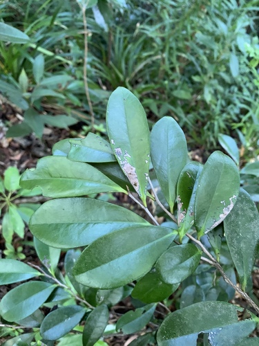 Black ebony (Diospyros ferrea)