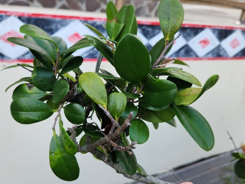 Black ebony (Diospyros ferrea)