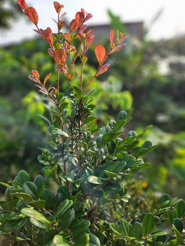 Black ebony (Diospyros ferrea)