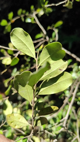 Black ebony (Diospyros ferrea)