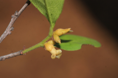 Black ebony (Diospyros ferrea)