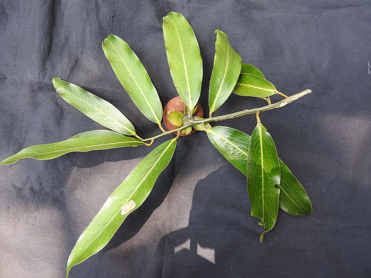 Diospyros foliolosa: Ebanaceae-vellaithuvarei;tree,flowers bright yellow,fruits brown then yellow.