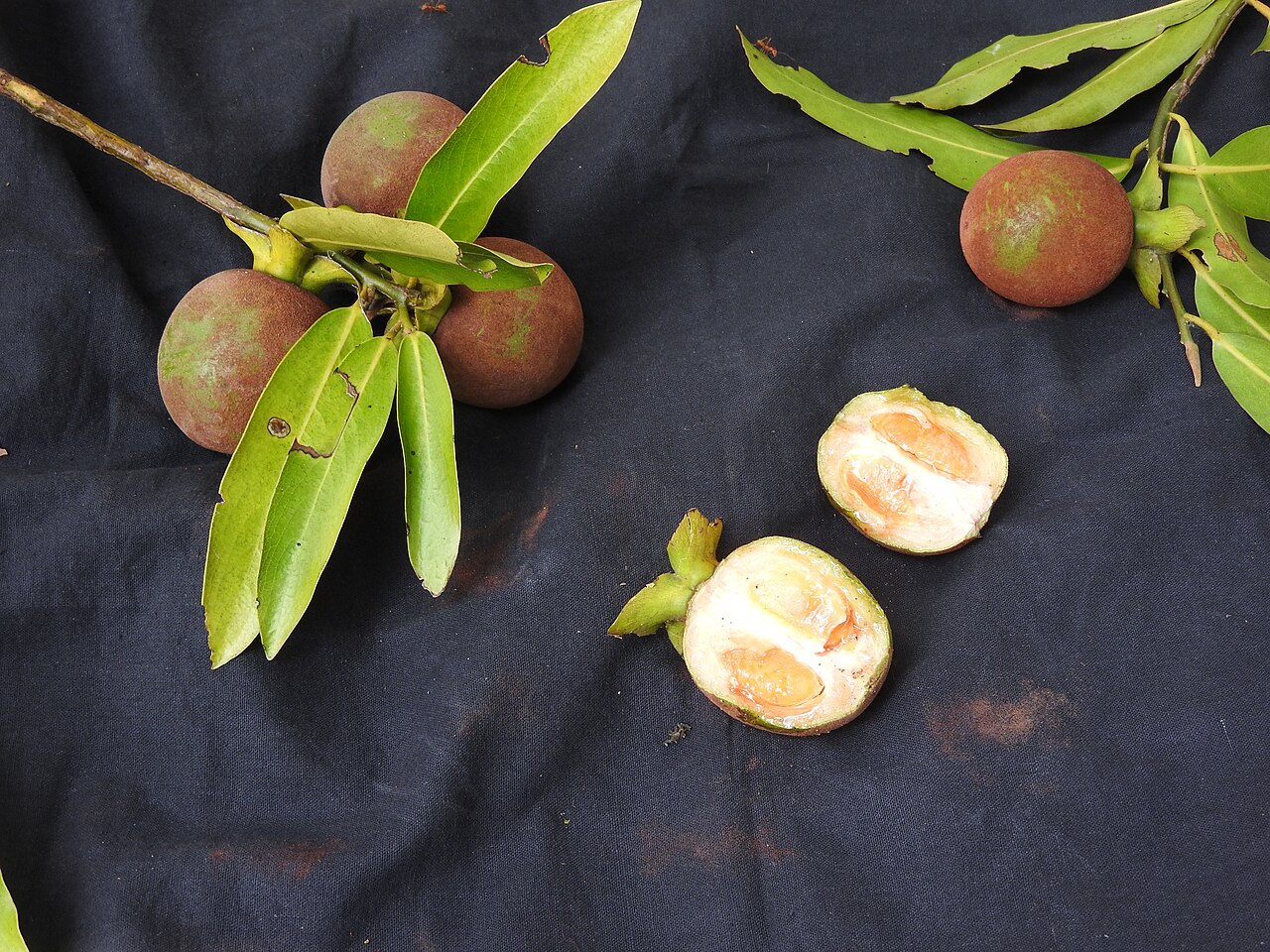 Diospyros foliolosa: Ebanaceae-vellaithuvarei;tree,flowers bright yellow,fruits brown then yellow.