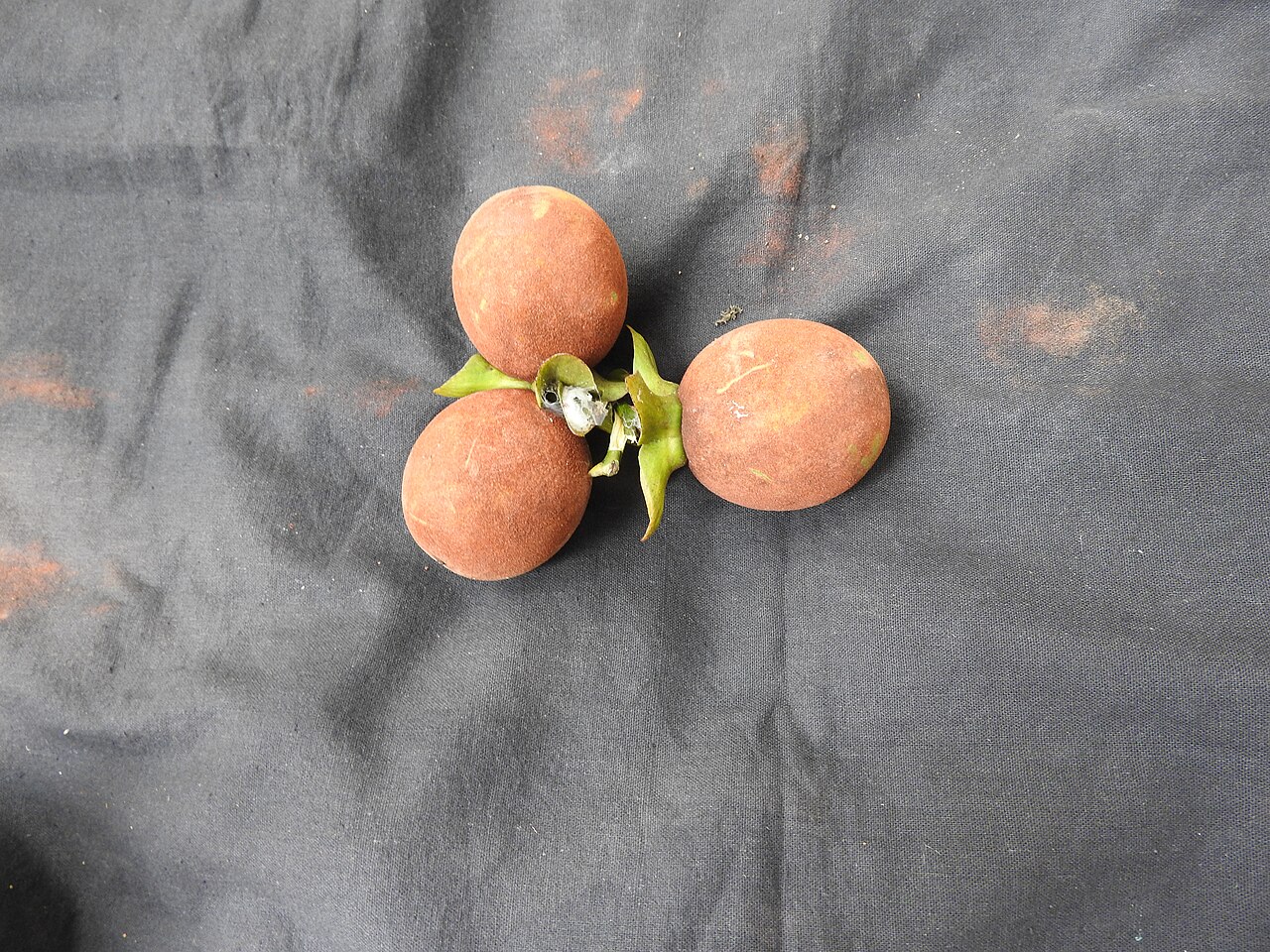 Diospyros foliolosa: Ebanaceae-vellaithuvarei;tree,flowers bright yellow,fruits brown then yellow.