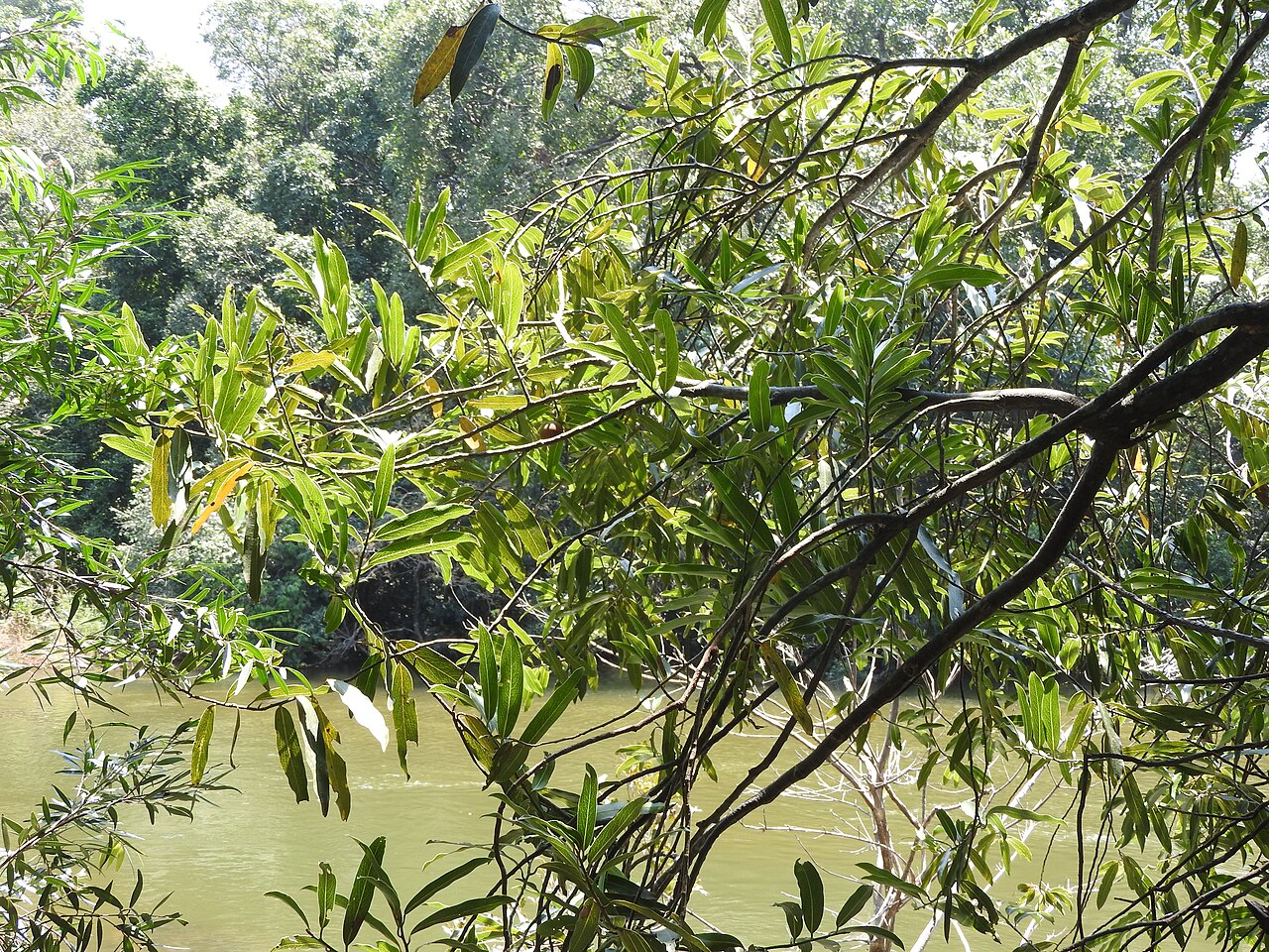 Diospyros foliolosa: Ebanaceae-vellaithuvarei;tree,flowers bright yellow,fruits brown then yellow.