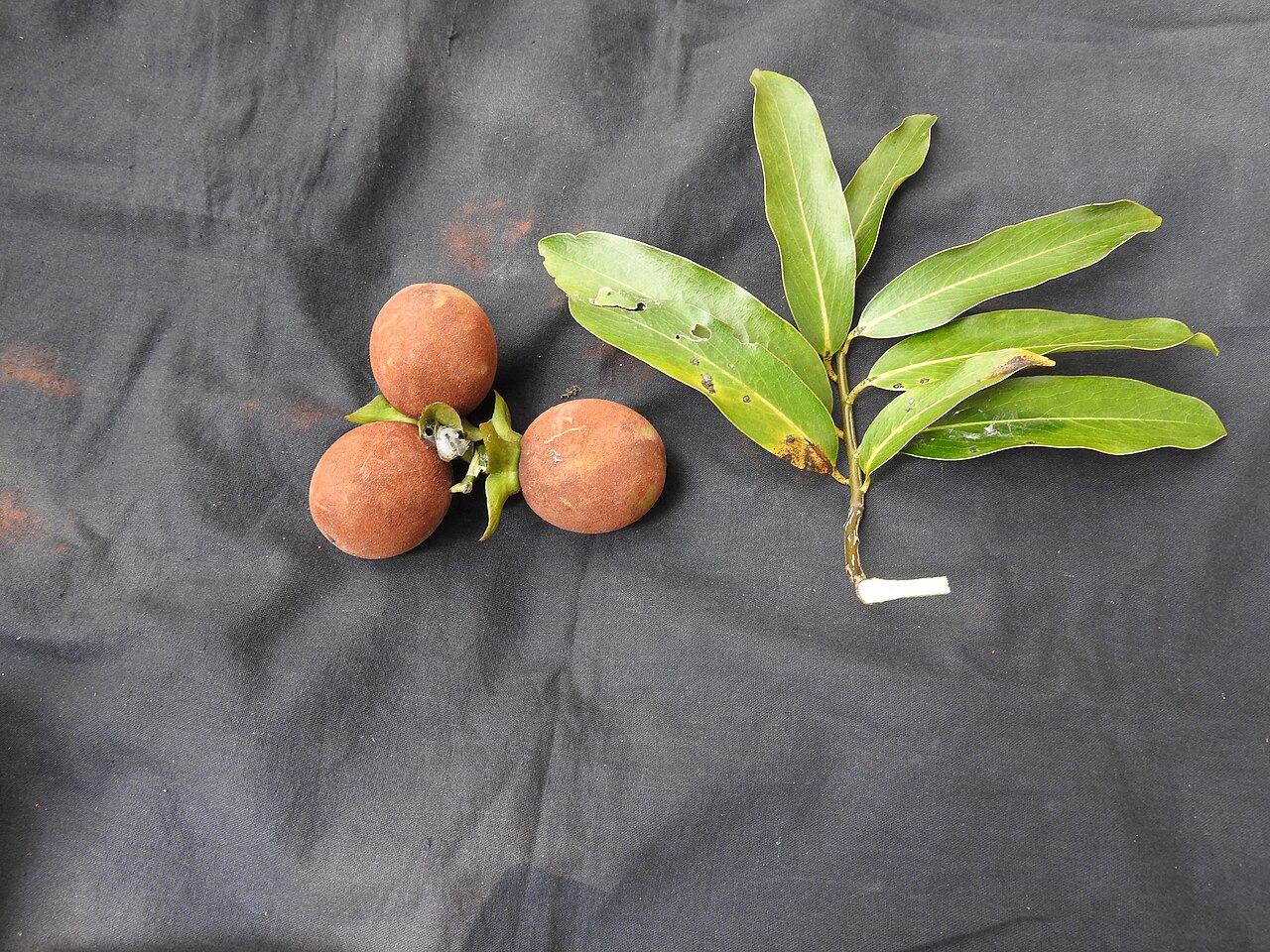Diospyros foliolosa: Ebanaceae-vellaithuvarei;tree,flowers bright yellow,fruits brown then yellow.