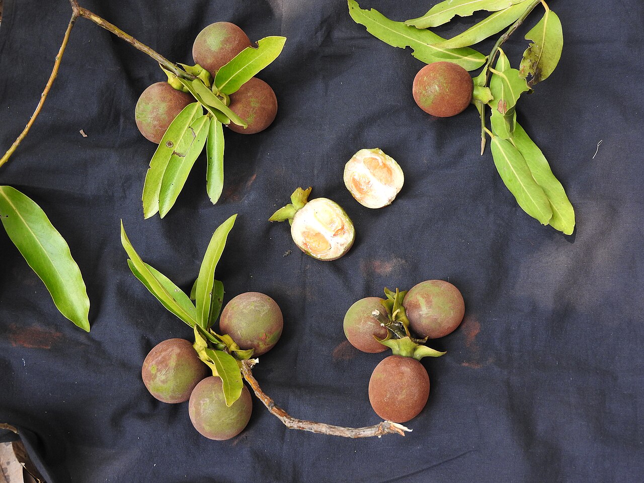Diospyros foliolosa: Ebanaceae-vellaithuvarei;tree,flowers bright yellow,fruits brown then yellow.