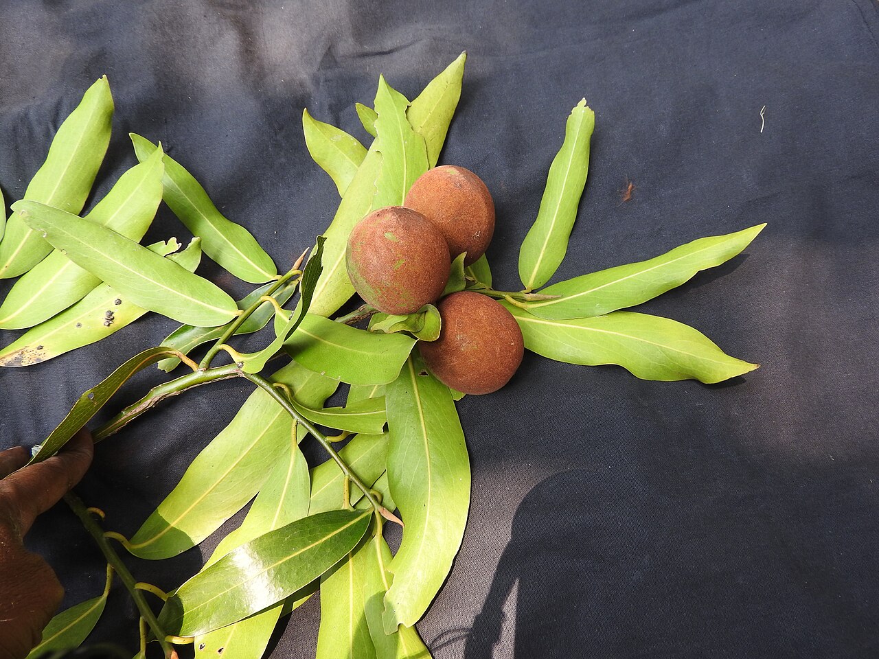 Diospyros foliolosa: Ebanaceae-vellaithuvarei;tree,flowers bright yellow,fruits brown then yellow.