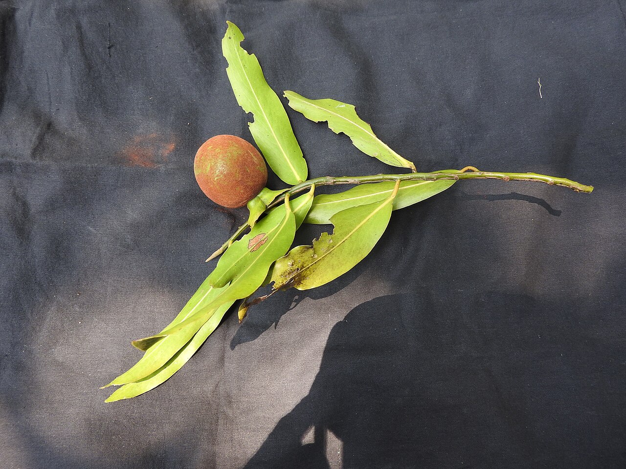 Diospyros foliolosa: Ebanaceae-vellaithuvarei;tree,flowers bright yellow,fruits brown then yellow.