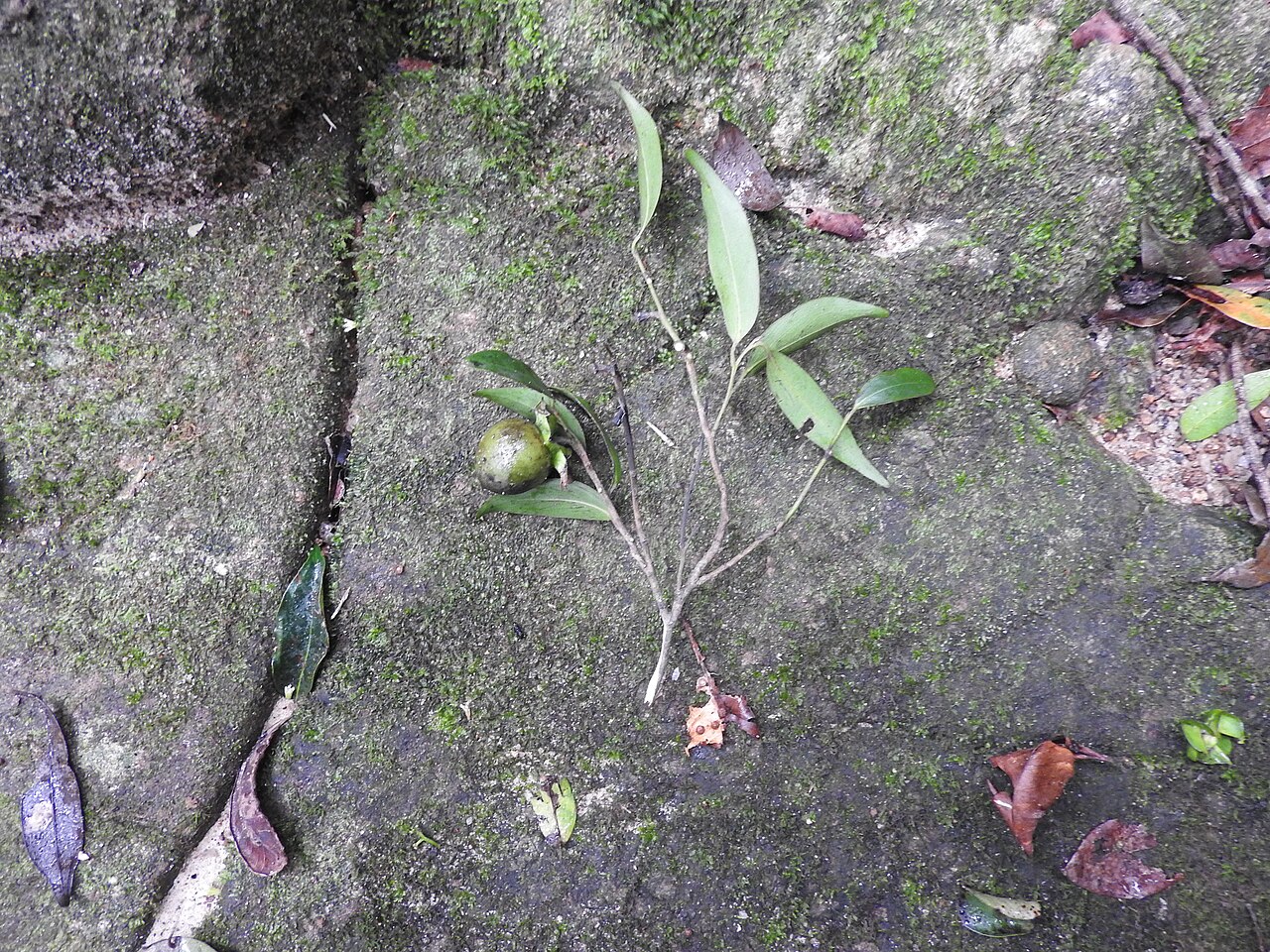 Diospyros foliosa: Ebenaceae-evergreen tree.