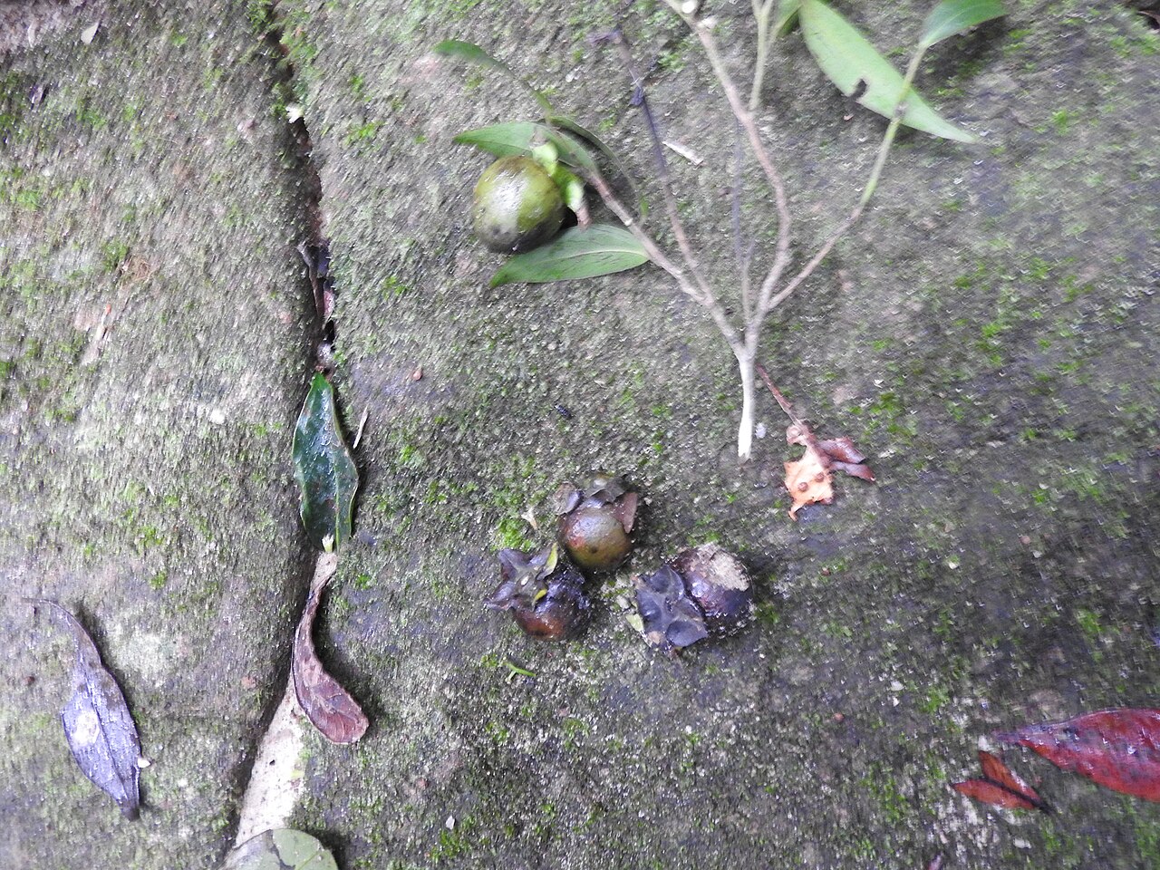 Diospyros foliosa: Ebenaceae-evergreen tree.