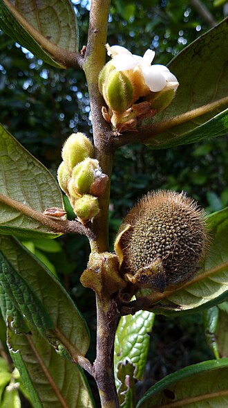 Diospyros gaultheriifolia: Diospyros gaultheriifolia Mart. ex Miq.