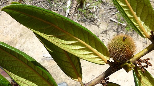 Diospyros gaultheriifolia: Diospyros gaultheriifolia Mart. ex Miq.